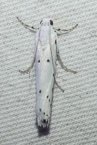 <i>Myelois circumvoluta</i>