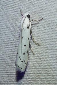 <i>Myelois circumvoluta</i>