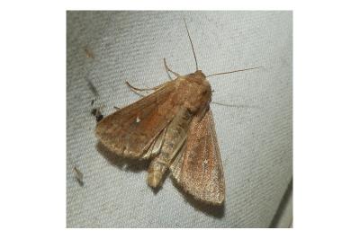 <i>Mythimna albipuncta</i>