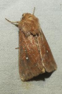 <i>Mythimna albipuncta</i>