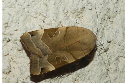<i>Noctua fimbriata</i>