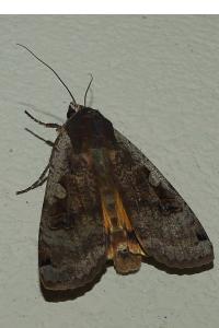 <i>Noctua pronuba</i>