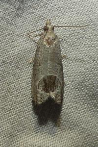 <i>Notocelia uddmanniana</i>
