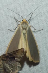 <i>Nyea lurideola</i>