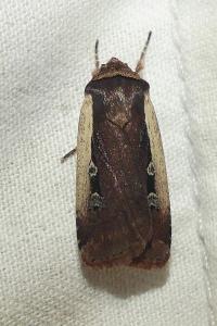 <i>Ochropleura plecta</i>