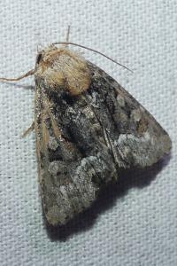 <i>Oligia latruncula/strigilis/versicolor</i>