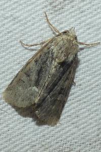 <i>Oligia latruncula/strigilis/versicolor</i>