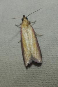 <i>Oncocera semirubella</i>