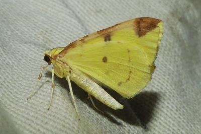 <i>Opisthograptis luteolata</i>