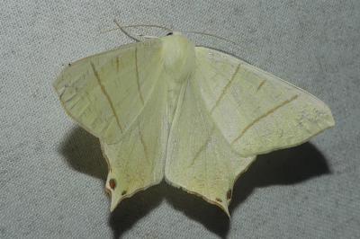 <i>Ourapteryx sambucaria</i>