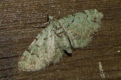 <i>Pasiphila rectangulata</i>