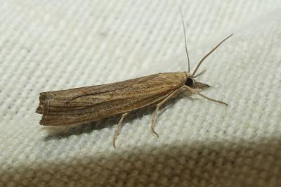 <i>Pediasia contaminella</i>