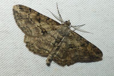 <i>Peribatodes rhomboidaria</i>