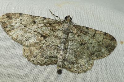 <i>Peribatodes rhomboidaria</i>