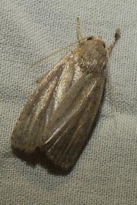 <i>Proxenus hospes</i>