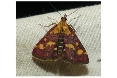 <i>Pyrausta purpuralis</i>