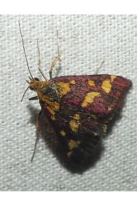 <i>Pyrausta purpuralis</i>