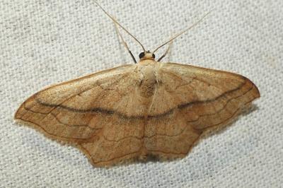 <i>Scopula imitaria</i>