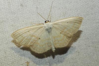 <i>Scopula immutata</i>