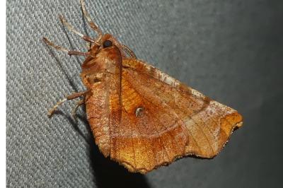 <i>Selenia dentaria</i>