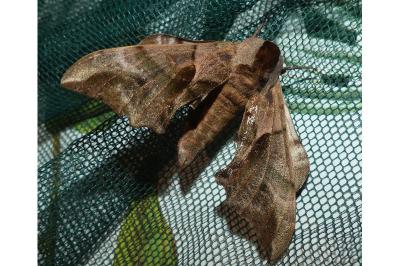 <i>Smerinthus ocellatus</i>