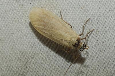 <i>Wittia sororcula</i>