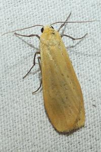 <i>Wittia sororcula</i>
