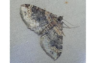 <i>Xanthorhoe ferrugata</i>