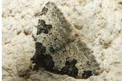 <i>Xanthorhoe fluctuata</i>