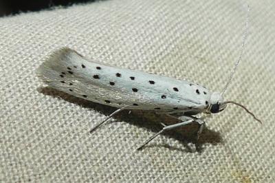 <i>Yponomeuta</i>