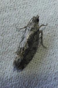 <i>Zeiraphera isertana</i>