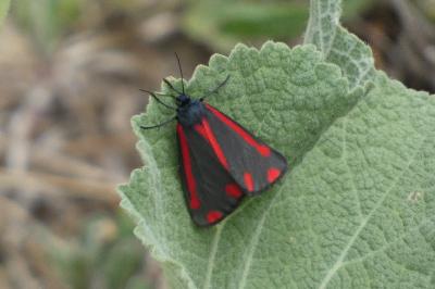 <i>Tyria jacobaeae</i>