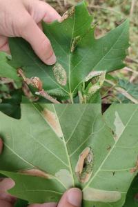 <i>Phyllonorycter platani</i>