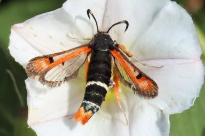 <i>Pyropteron chrysidiforme</i>