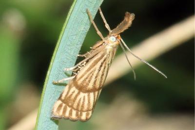 <i>Chrysocrambus linetella</i>