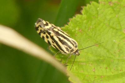 <i>Emmelia trabealis</i>
