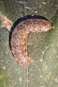 <i>Proserpinus proserpina</i>