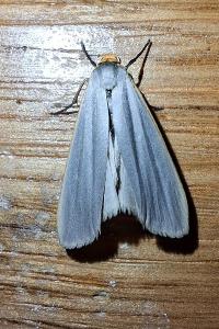 <i>Eilema caniola</i>
