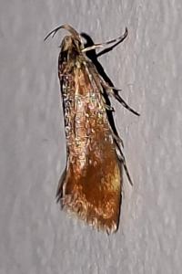 <i>Metalampra italica</i>