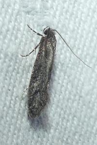 <i>Elatobia fuliginosella</i>