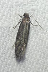 <i>Elatobia fuliginosella</i>