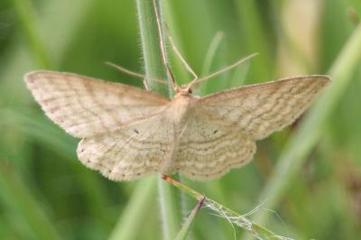 <i>Idaea macilentaria</i>