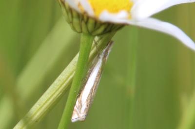 <i>Crambus pascuella</i>