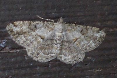 <i>Peribatodes rhomboidaria</i>