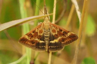 <i>Pyrausta despicata</i>