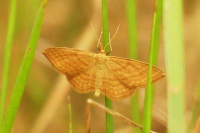 <i>Idaea ochrata</i>
