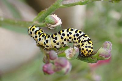 <i>Cucullia scrophulariae</i>