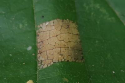 <i>Parornix devoniella</i>