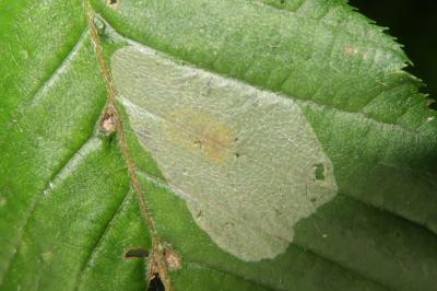 <i>Phyllonorycter coryli</i>