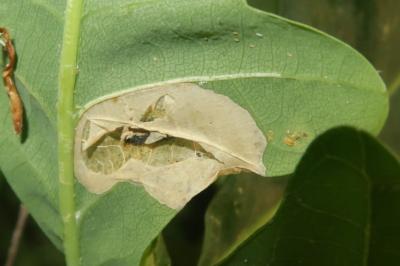 <i>Phyllonorycter</i>